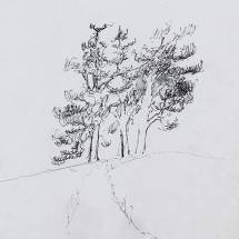 Humiseva harju tussi